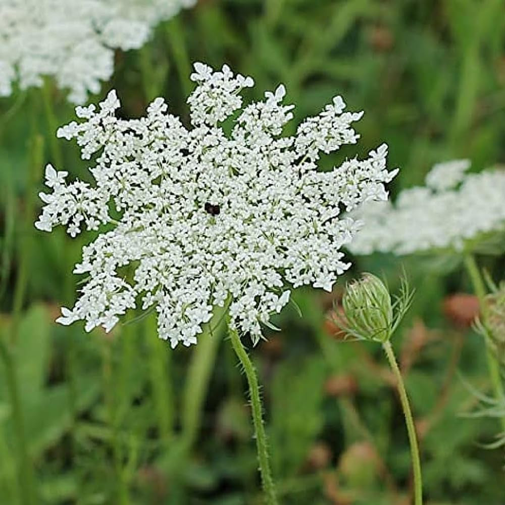 White Flower Queen Anne'S Lace- 500 Seeds- Organic Fresh Seeds for Planting - Live White Flower Seed