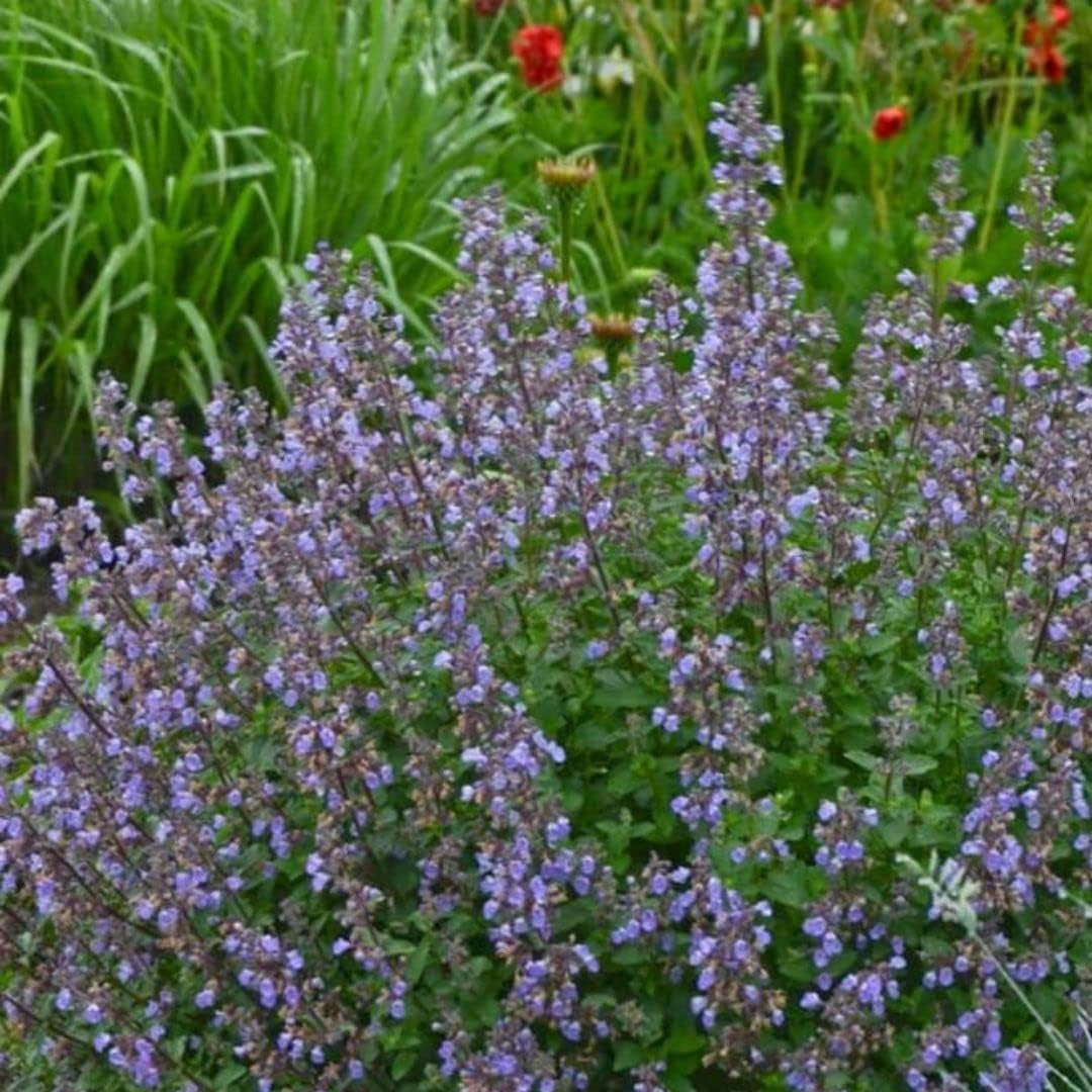 Catmint Seeds- 'Blue Wonder'-(Nepeta Mussinii)-Compact, Heat Tolerant,Perennial (50 Seeds)