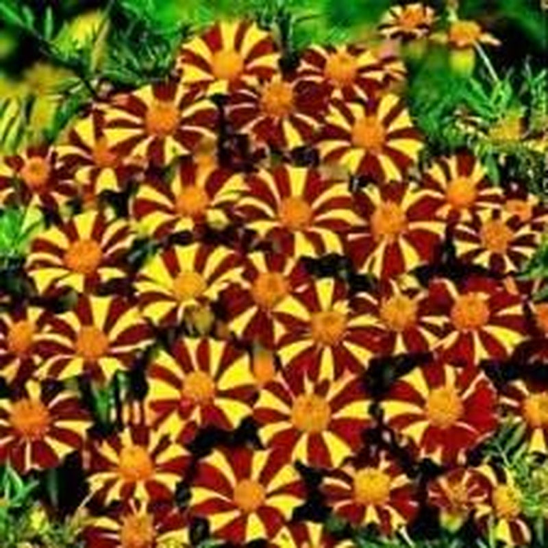Fresh Seeds - Red Marigold Seeds, Court Jester, Pinwheel Marigolds, Heirloom Seeds, 100Ct
