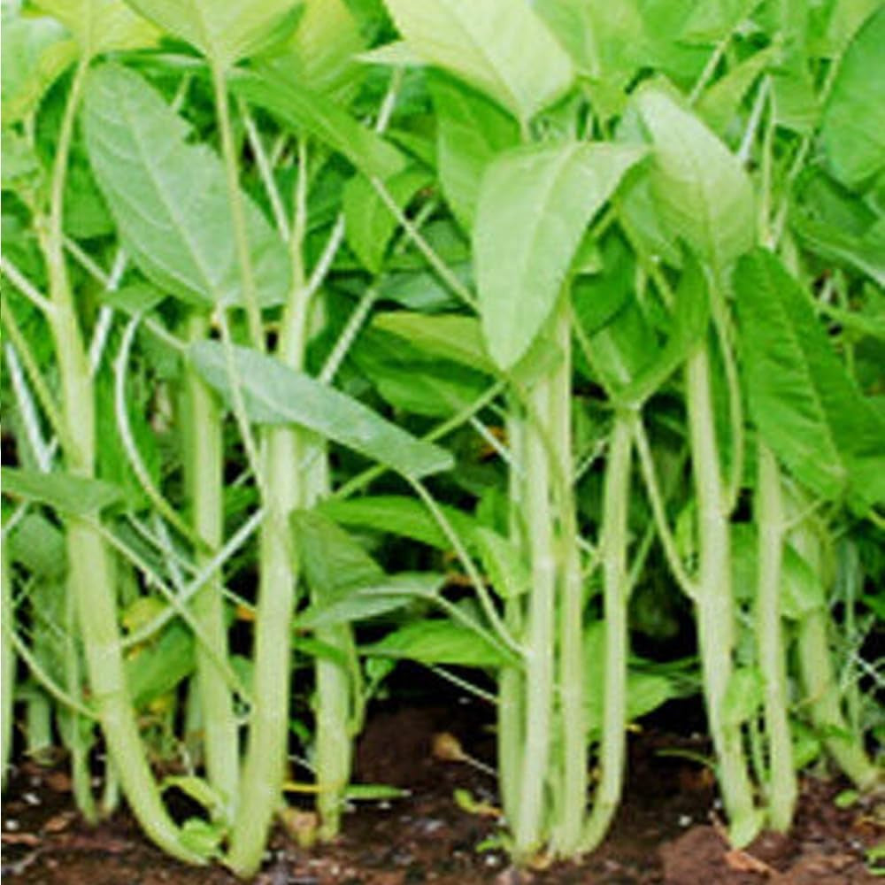 Spinach Seeds Ong Choy 50 Seeds White Stem Water,Kong Xin Cai,Heavy Producer Fresh USA - Organic Fresh Seeds for Planting - Seeds for Home and Garden and Landscape