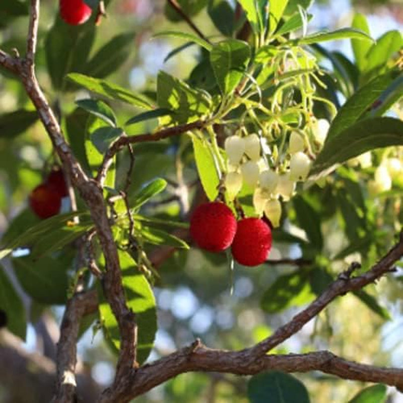 Strawberry Tree Seeds - Arbutus Unedo Evergreen 20+ Seeds Berry Plant for Your Garden
