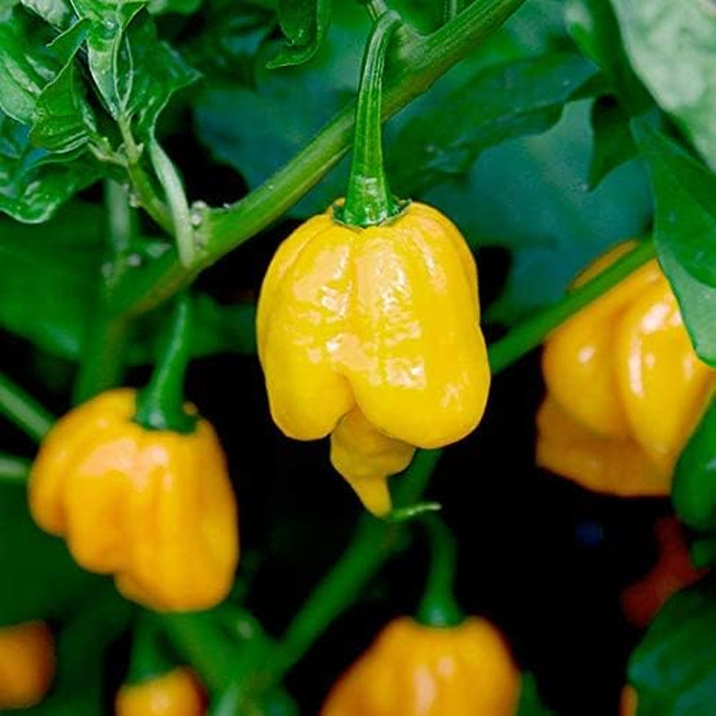 20 Seeds Yellow Trinidad Moruga Scorpion Hottest Chili Pepper EXTREME Rare Chile