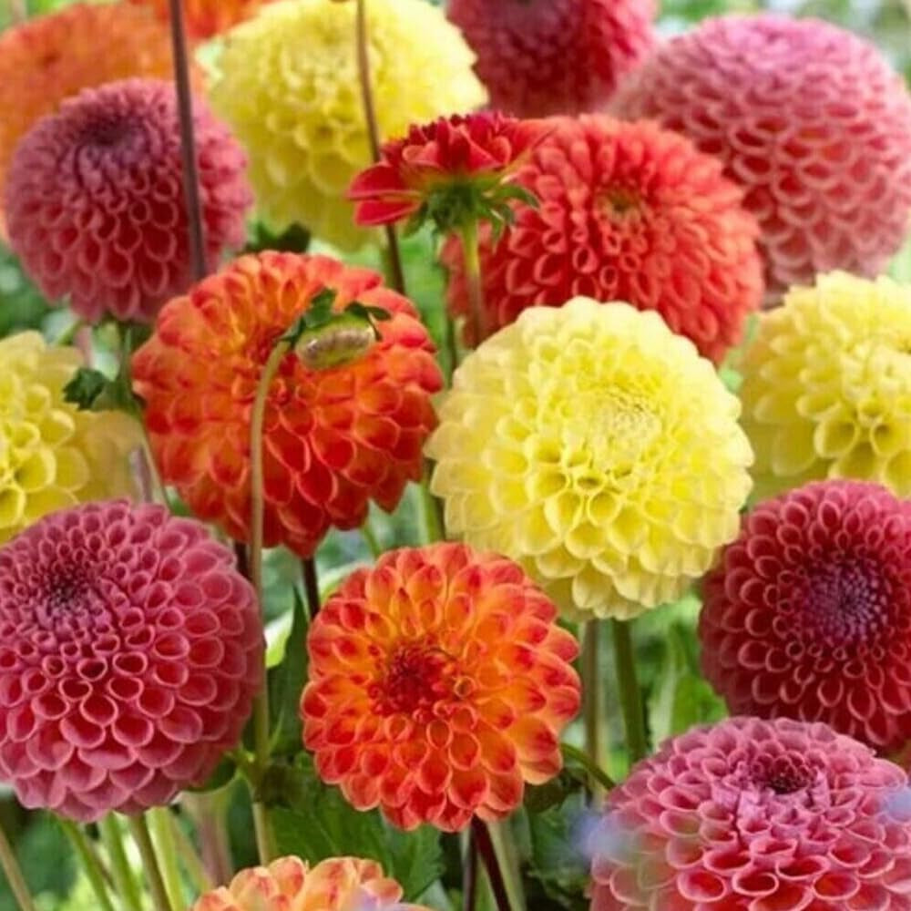 200 Duchess Peony Mixed Color Aster Flower Seeds - Organic Fresh Seeds for Planting - Live Seeds for Home and Garden