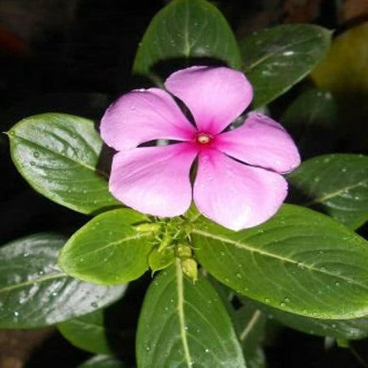 Seeds 100+ Dwarf Pink Periwinkle Seeds (Vinca Rosea Delicata) Flowers Ground Cover - Plant Seed for Your Garden