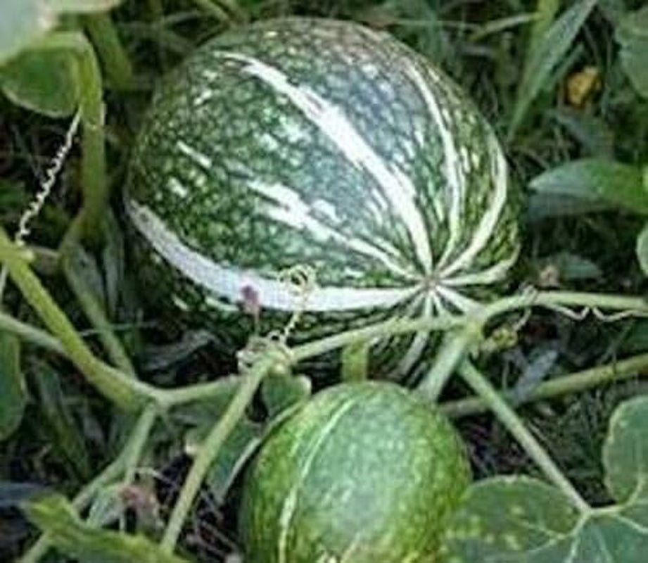 15 Treated Shark Fin Melon Squash Seeds Gom Bo Cucurbita Ficifolia - Organic Fresh Seeds for Planting - Live Seeds for Home and Garden