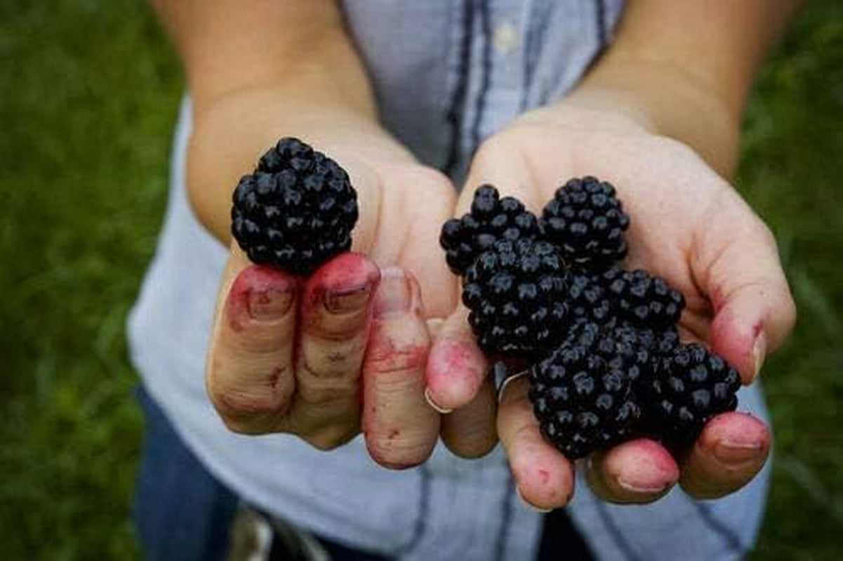 Giant Thornless Blackberry 315 Seeds - Triple Crown Blackberry Fruit Seeds, Blackberry Bush Non GMO Seeds, Wild Grow Unique Seeds, Blackberry Seeds for Planting