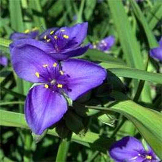 Ohio Spiderwort- Tradescantia- 50 Seeds