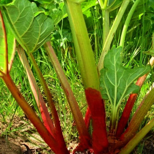 25 Seeds Rhubarb - Victoria Rheum - 25 Seeds Herb Organic Seeds for Planting - Plant Seeds for Home and Garden
