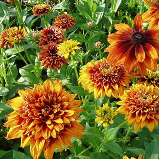 25 "Cherokee Sunset" Rudbeckia Flower Seeds - Organic Fresh Seeds for Planting - Live Rudbeckia Flower Seeds for Home and Garden