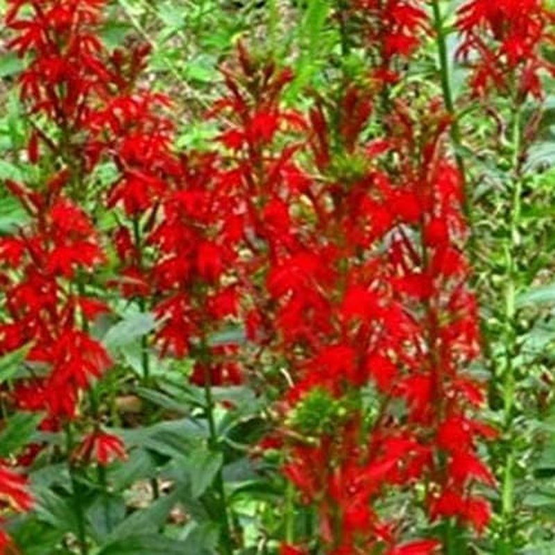 Seeds Cardinal Flower Pack of 100 Seeds - Lobelia Cardinalis - F11-100 Seeds