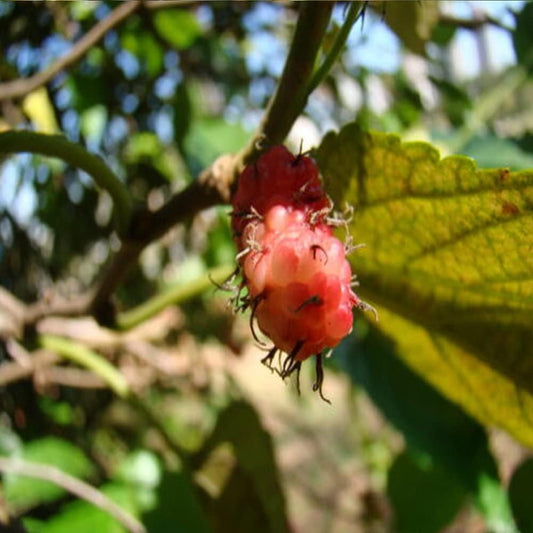 50 Seeds American Mulberry Red Mulberry - Morus Rubra - Organic Fresh Seeds Red Mulberry for Planting - Live Seeds for Home and Garden