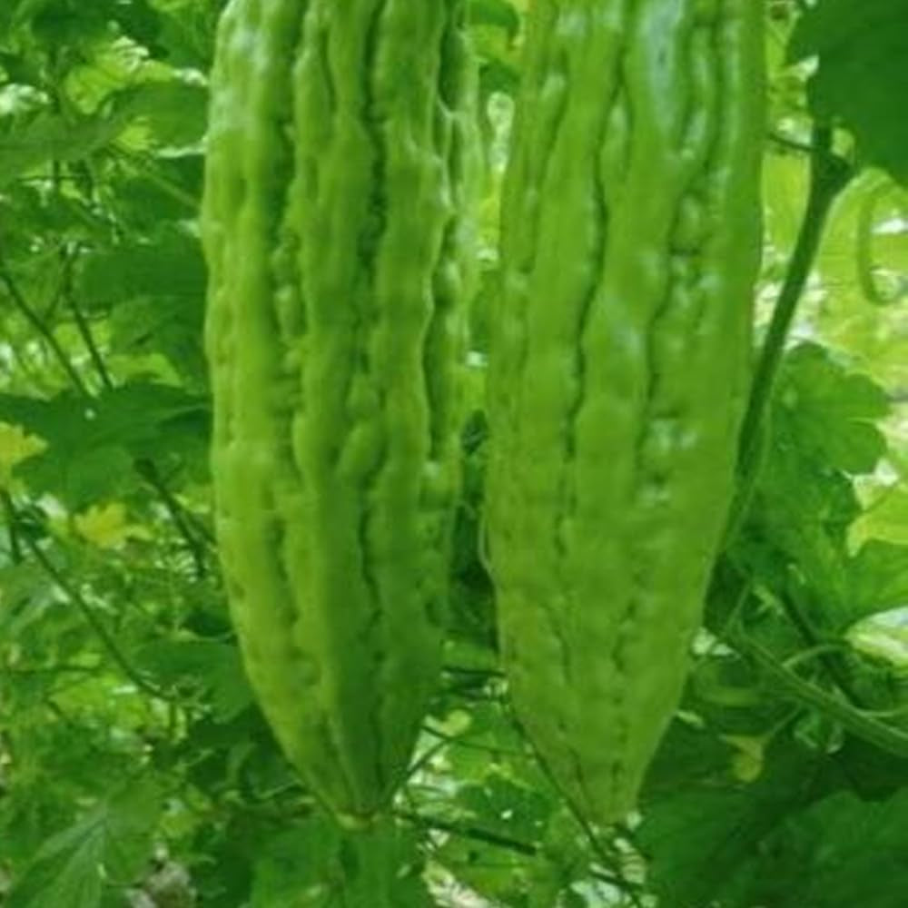 10 Seeds Green Skin Long Bitter Gourd Seeds Bitter Melon Seeds Ku Gua Asian Vegetable - Organic Fresh Seeds for Planting - Seeds Green Skin for Home and Garden