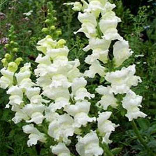 200 Seeds Snapdragon Flowers Snowflake Seeds - Organic Fresh Seeds for Planting - Live Flower Seeds for Home and Garden
