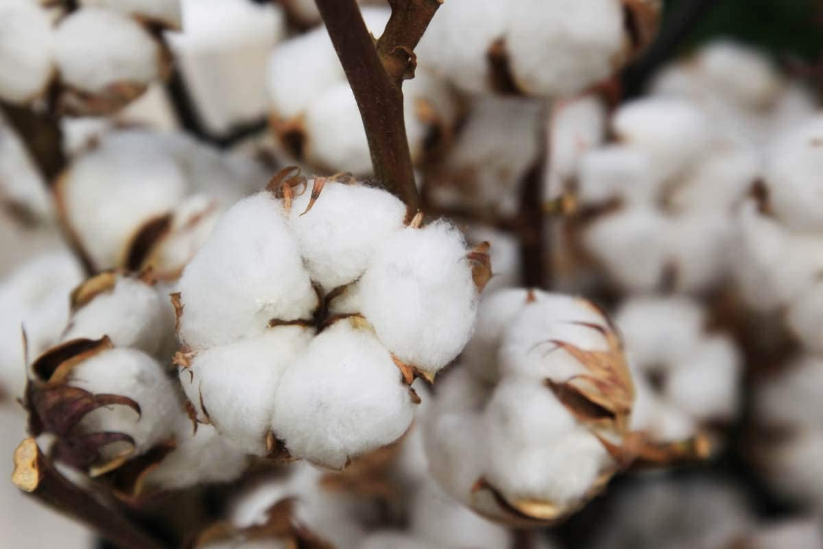 White Cotton 25 Seeds - Gossypium Hirsutum Cotton Plant, Easy Grow Perennial Shrub Upland Cotton, Winter Hardy Showy Flowers Plants, Mexican Cotton Seeds for Growing