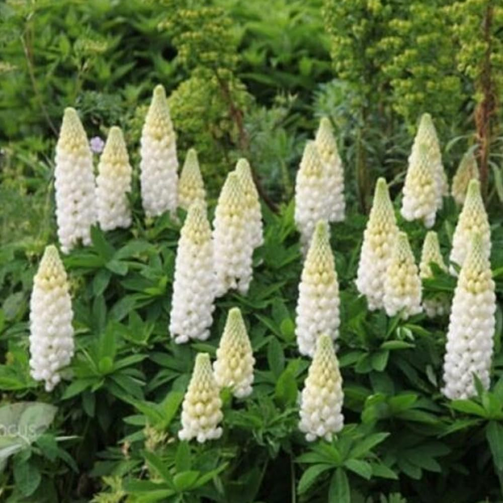 White Flower Lupine - Lupinus Polyphyllus Noble Maiden - 25 Seeds- Organic Fresh Seeds for Planting - Live Fresh Seeds for Your Garden