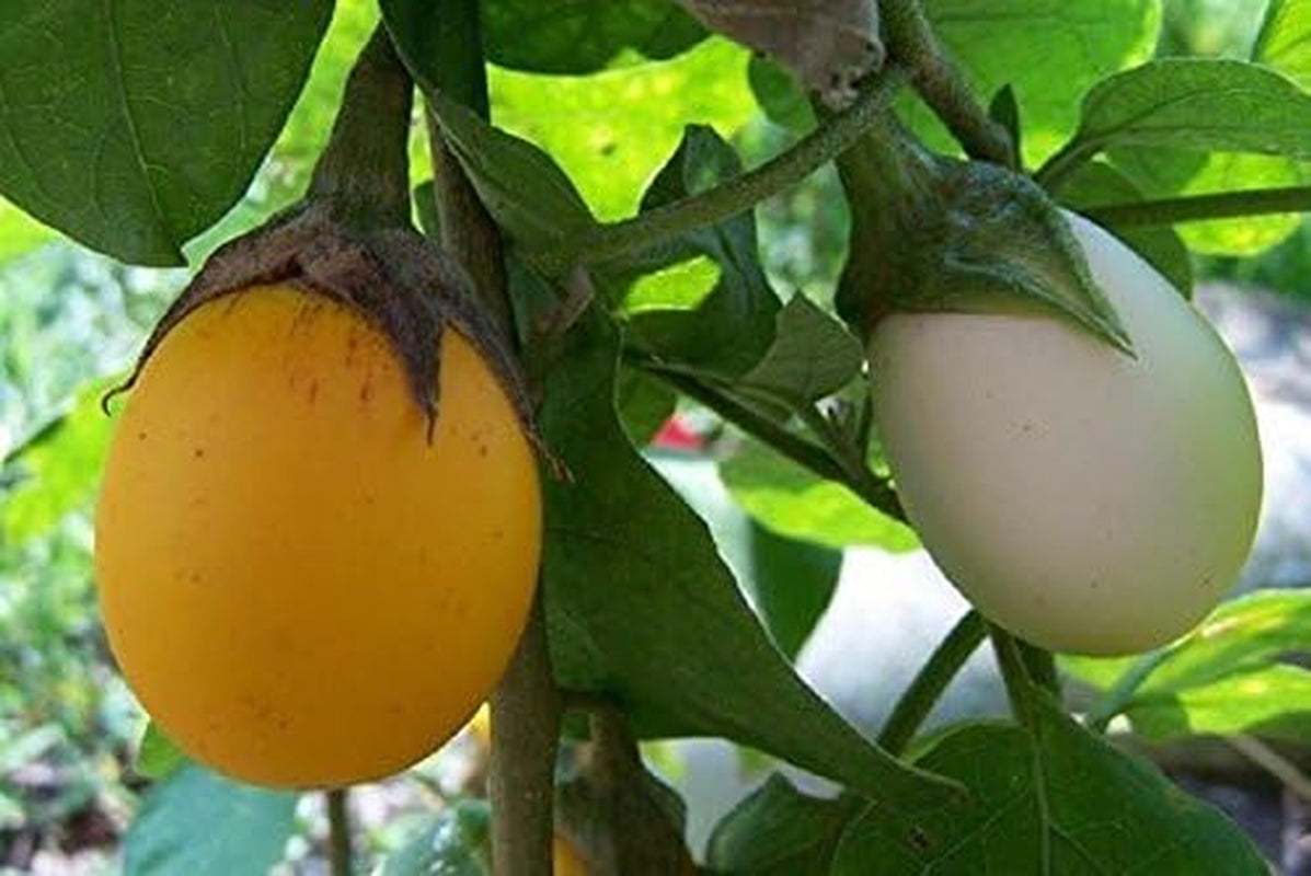 50 Easter Egg Plant Seeds Bright Fruits Look Exactly like Easter Eggs!