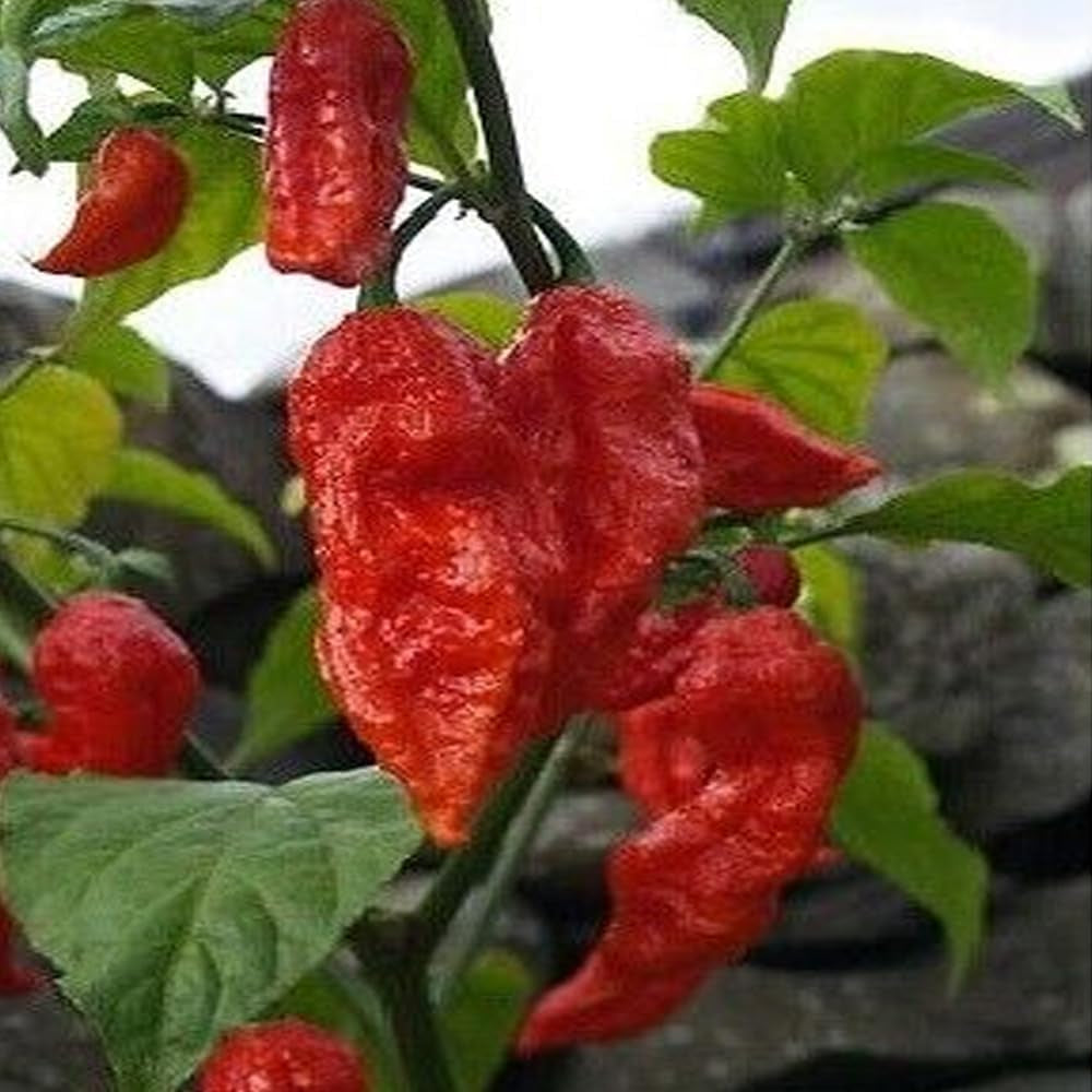25 Seeds Red Bhut Jolokia Seeds Ghost Pepper Naga Jolokia HOT Chilli - Organic Fresh Seeds for Planting - Live Seeds Fpor Planting