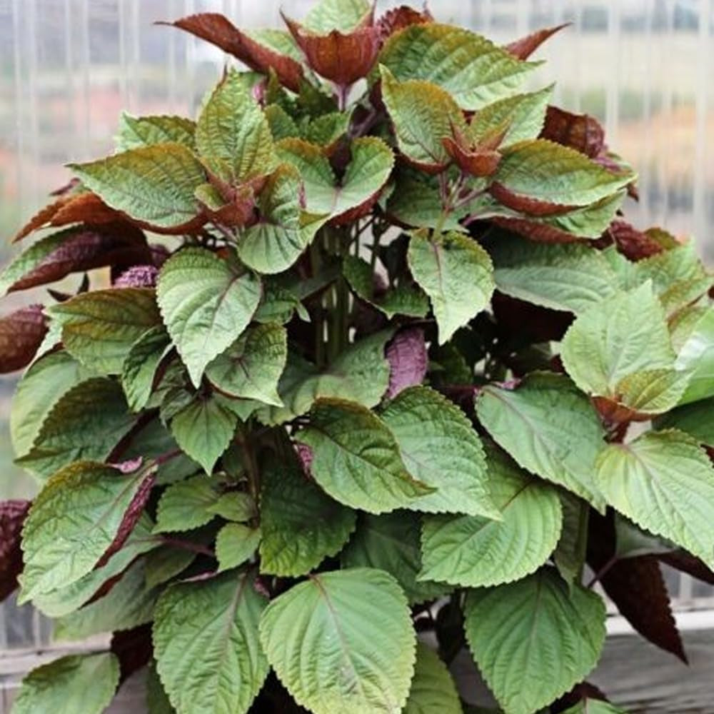 100 Purple Shiso Seeds Purple Perilla Zisu Tia to Tim Beefsteak/Sesame Leaf - Organic Fresh Plant Seeds for Home and Garden