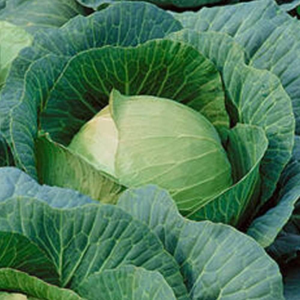250 Danish Ballhead Cabbage Seeds - Vegetable Cabbage Fresh 250 Seeds - Organic Plant Seeds for Home and Garden