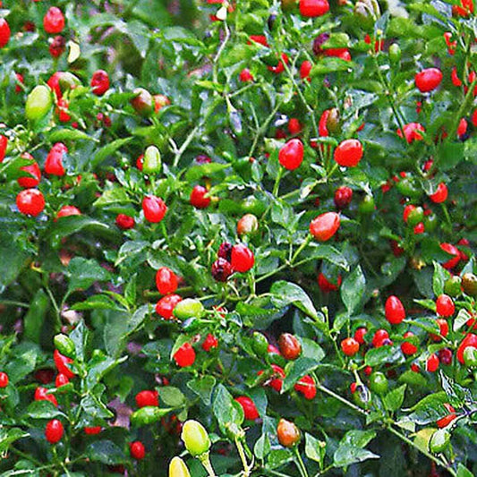 Chile Pequin,Bird Eye Hot Pepper Seeds - 40 Seeds Bird'S Eye Hot Pepper Plant for Your Home