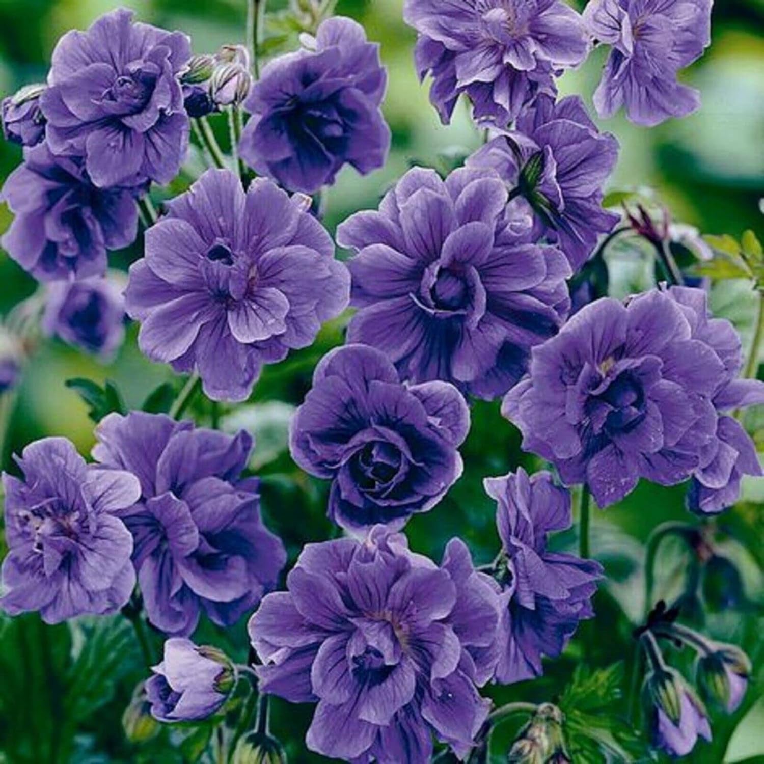 Seeds Geranium - 10 Double Purple Geranium Seeds Flowers Perennial Flower Seed 527-10 Seeds Flowers for Your Garden