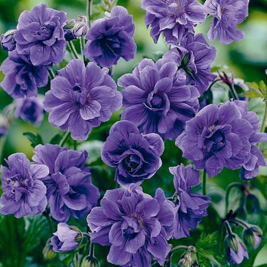 Seeds Geranium - 10 Double Purple Geranium Seeds Flowers Perennial Flower Seed 527-10 Seeds Flowers for Your Garden