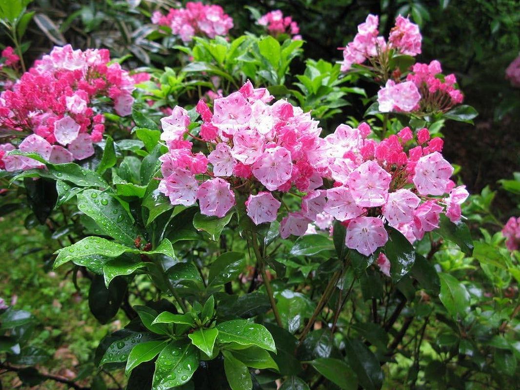 Mountain Laurel Shrub, Kalmia Latifolia,50 Seeds