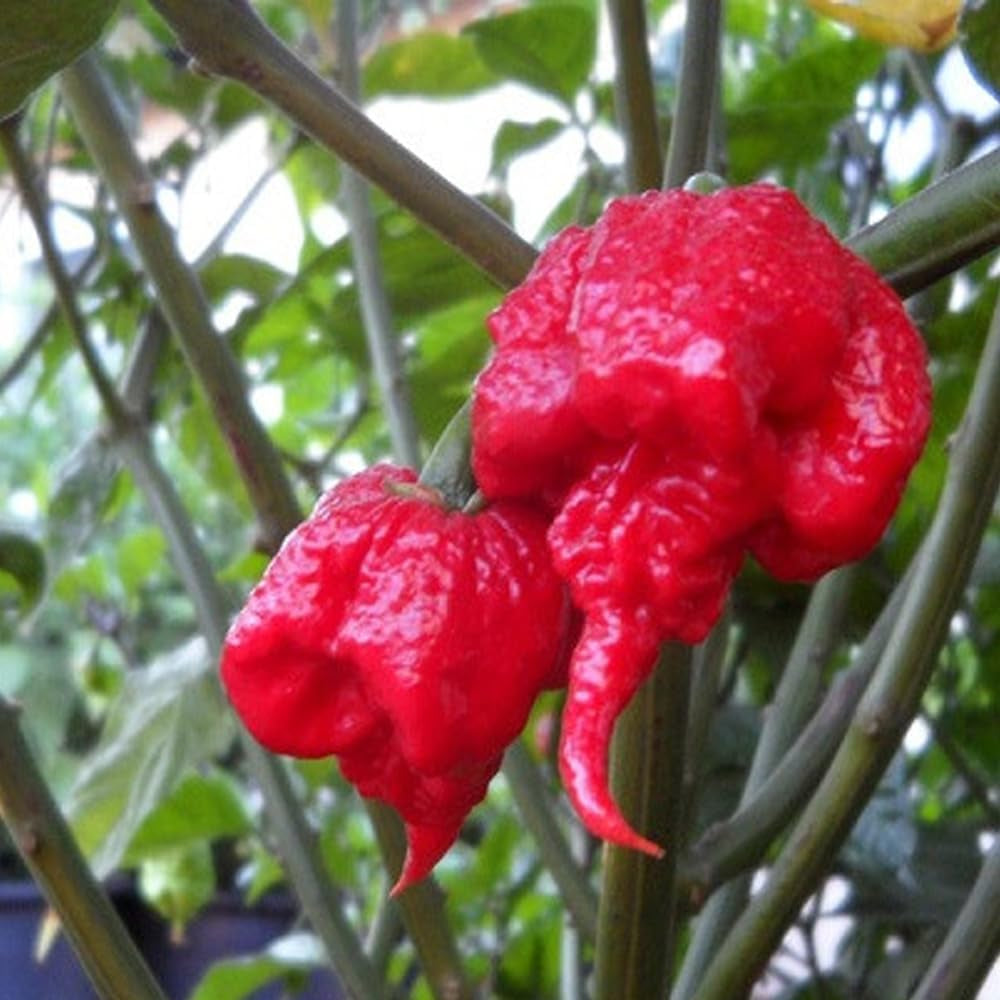 Large Carolina Reaper 10 Seeds Super Hot Gigantic Pods - Organic Fresh Seeds for Planting - Live Seeds for Home and Garden