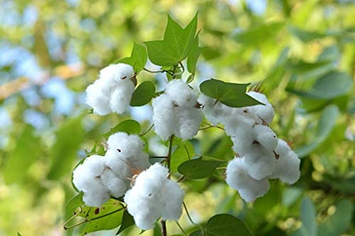 White Cotton 25 Seeds - Gossypium Hirsutum Cotton Plant, Easy Grow Perennial Shrub Upland Cotton, Winter Hardy Showy Flowers Plants, Mexican Cotton Seeds for Growing