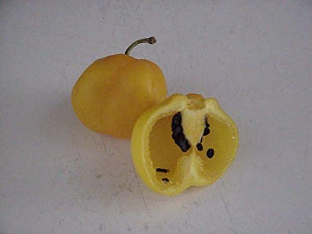 Rocoto Chili Seeds,Yellow Mazano, Apple Chilli (20 Seeds) Can Live over 15 Years