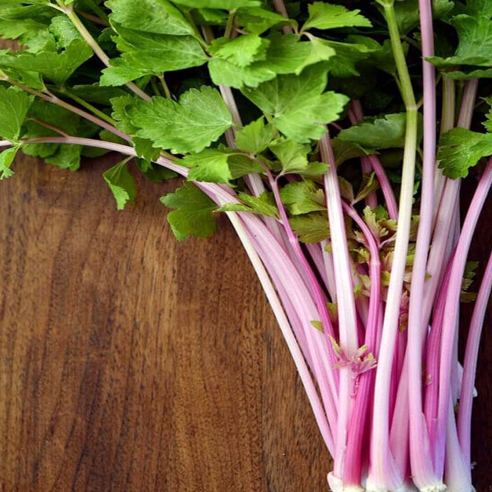 200 Seeds Chinese Pink Celery Seeds Rose Celery Kan-Tsai Kunchoy Qincai Kan-Tsai - Organic Fresh Seeds for Planting - Seeds for Home and Garden