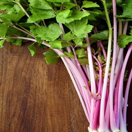 200 Seeds Chinese Pink Celery Seeds Rose Celery Kan-Tsai Kunchoy Qincai Kan-Tsai - Organic Fresh Seeds for Planting - Seeds for Home and Garden