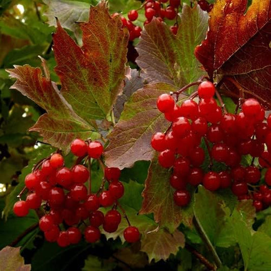 Highbush Cranberry Seeds - Viburnum Trilobum - High Yield 20+ Seeds Plant for Your Garden