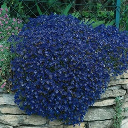 50 Seeds Blue Rock Cress Aubrieta - Flowers Seeds for Planting - Rock Cress Aubrieta Seeds for Home and Garden