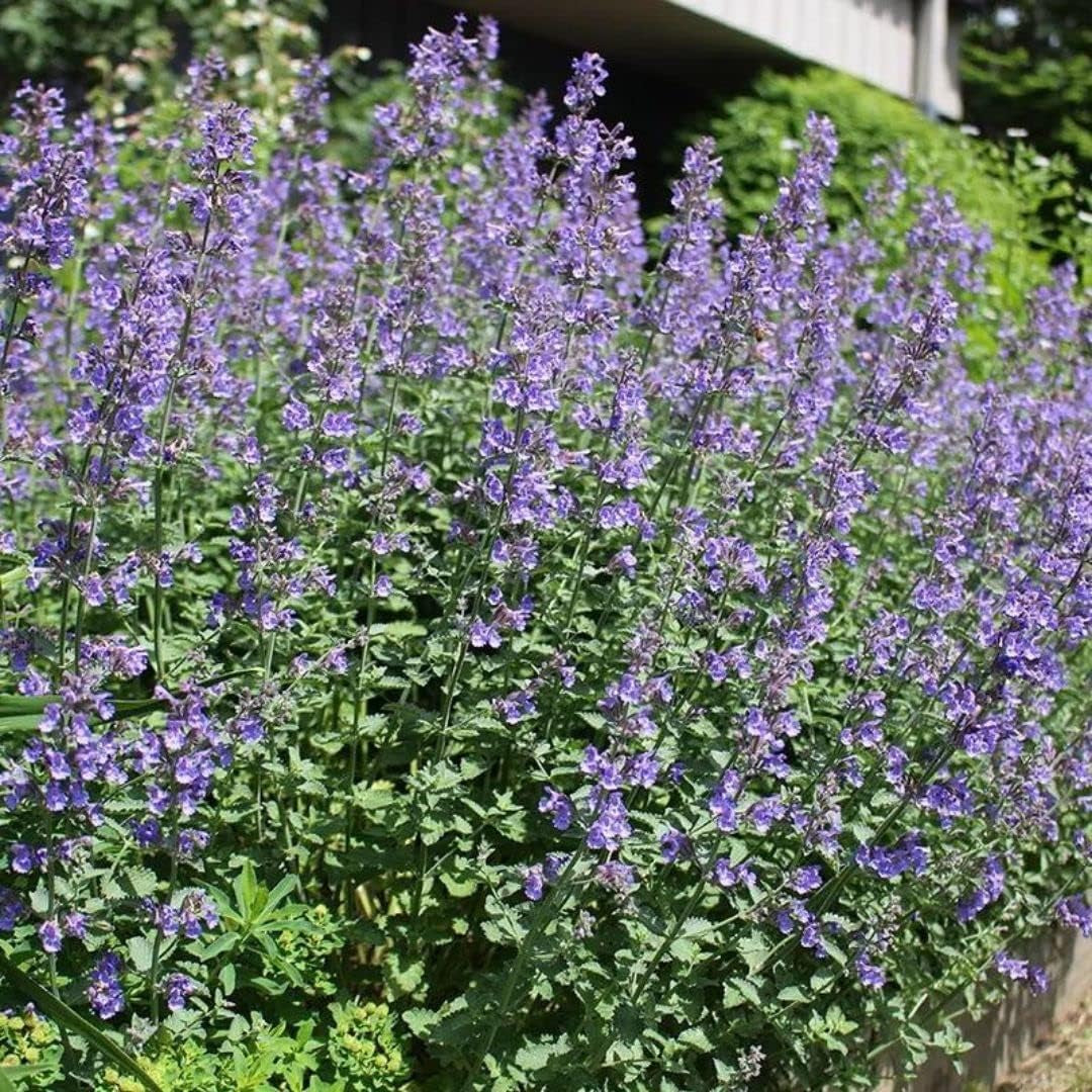 Catmint Seeds- 'Blue Wonder'-(Nepeta Mussinii)-Compact, Heat Tolerant,Perennial (50 Seeds)