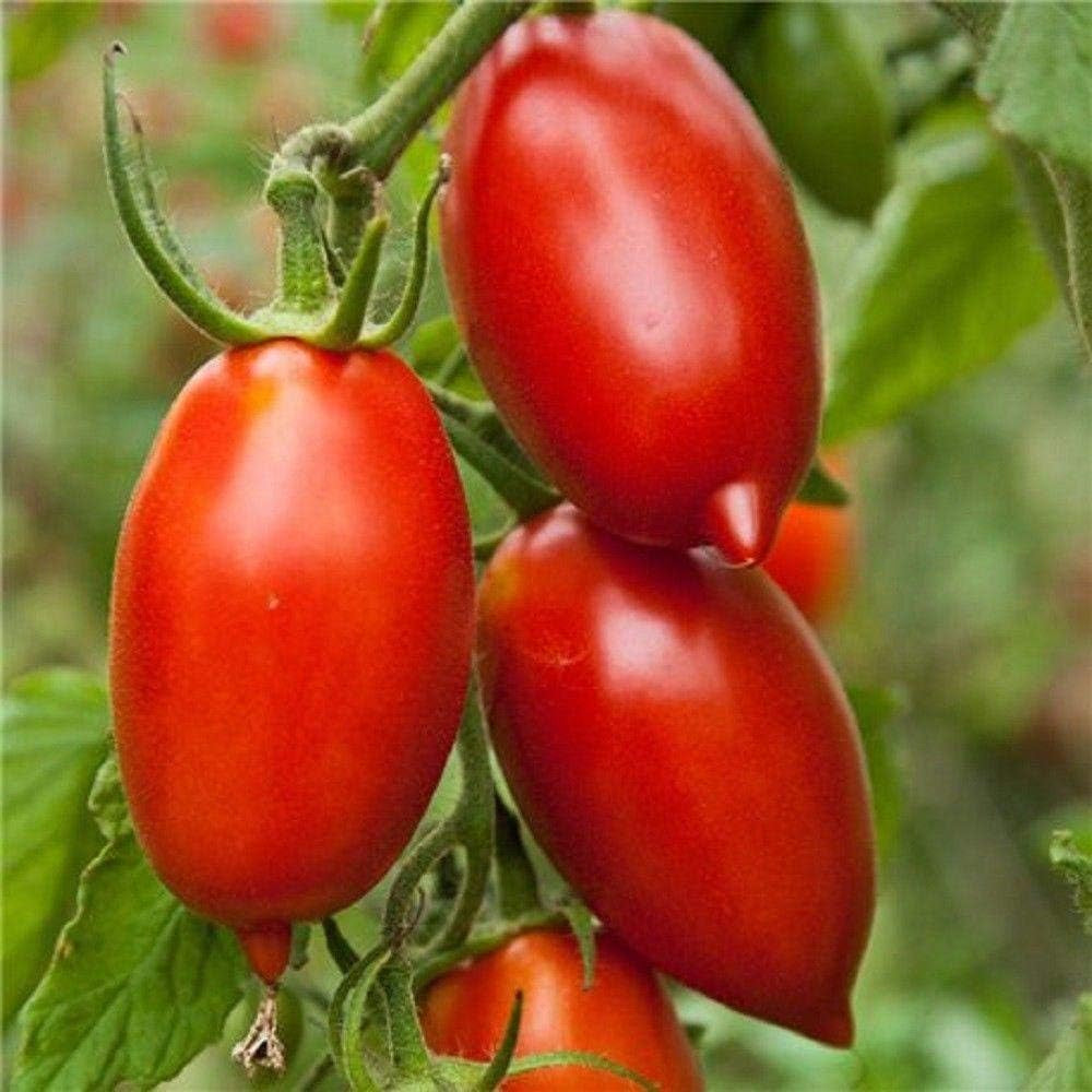 Super Italian Paste Tomato Seeds (25 Seeds)