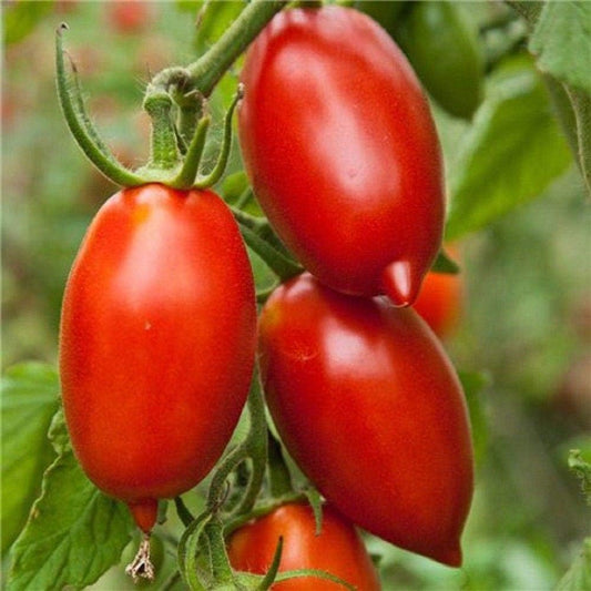 Super Italian Paste Tomato Seeds (25 Seeds)