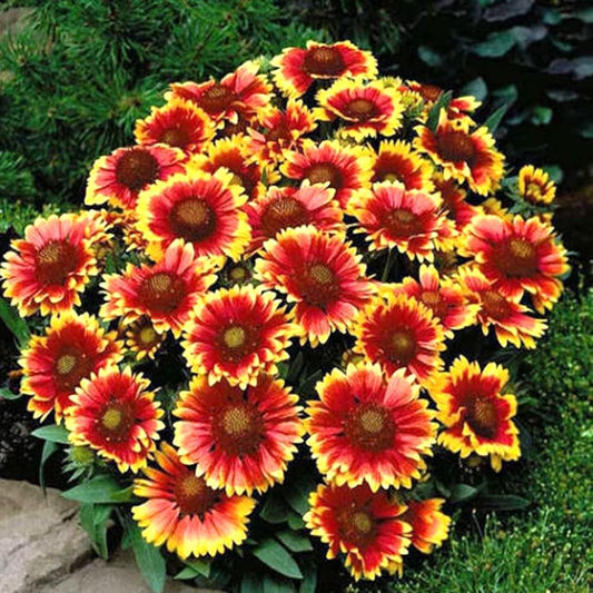 100 Seeds Blanket Flower Dwarf Goblin Gaillardia Perennial Native Flower - Organic Plant Flowers Seeds for Home and Garden