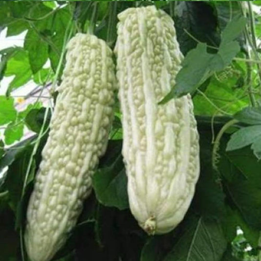 10 White Skin Bitter Gourd Seeds Bitter Melon Seeds Ku Gua Seeds Asian Vegetable - Organic Fresh Seeds for Planting - Bitter Melon Seeds for Home and Garden