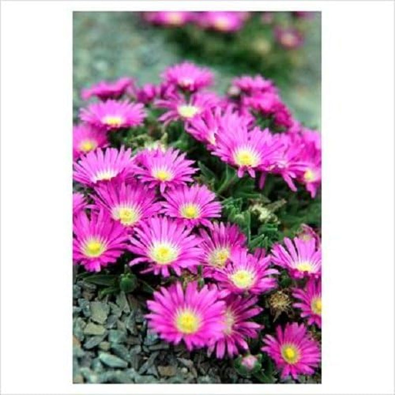 25 Table Mountain ICE Plant Magenta Fuchsia Delosperma Cooperi Flower Seeds