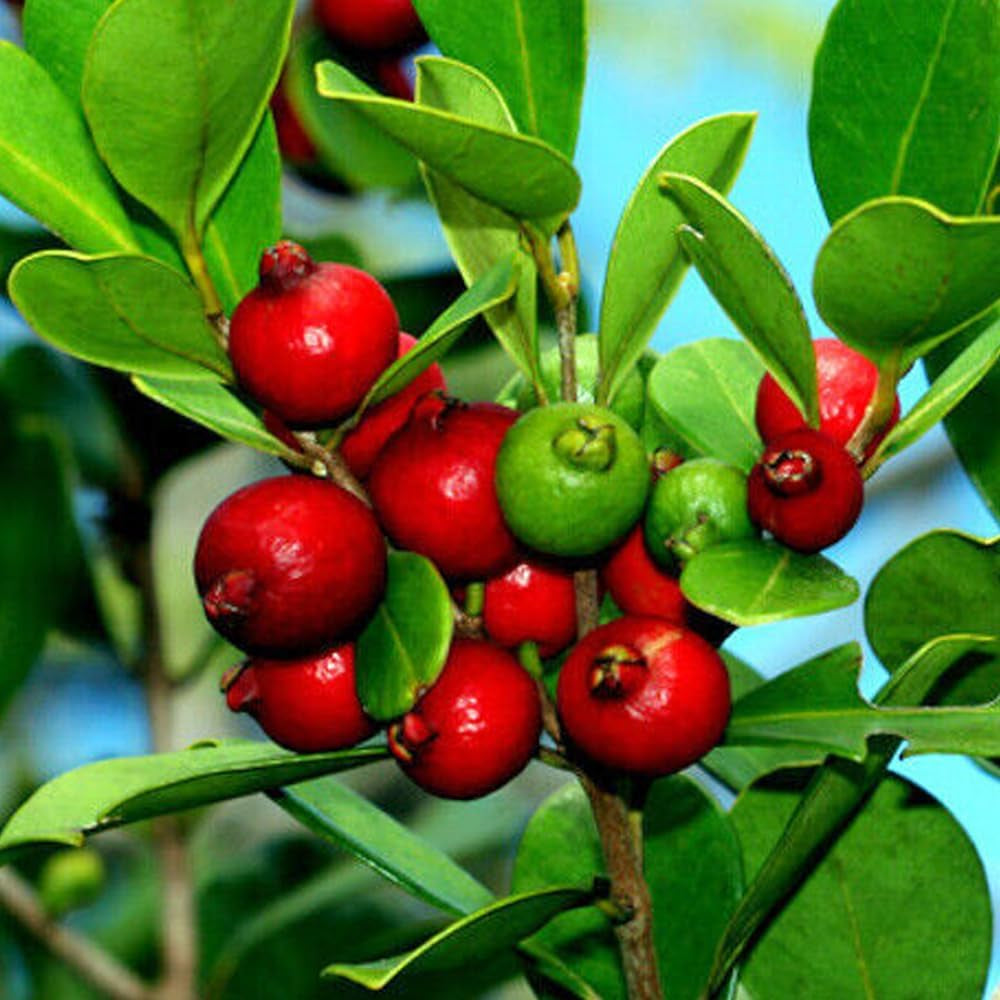 20 Strawberry Guava Tree Seeds (Psidium Cattleianum) Edible Garden Fruit Plant - Organic Fresh Seeds for Planting - Live 20 Seeds
