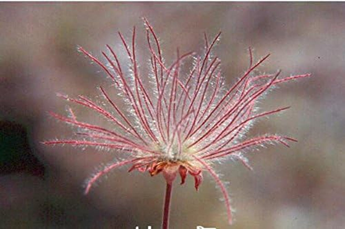 40 Seeds Prairie Smoke Seeds, Bonsai Potted Rare Flower Seeds, Semillas De Flores Plants for DIY Home & Garden GIFT
