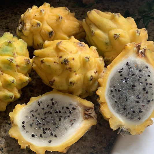 25 Seeds Yellow Dragon Fruit Golden Pitaya Pitahaya Hylocereus Megalanthus Easy - Organic Fresh Seeds for Planting - Live Seeds for Home and Garden