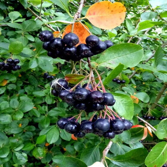 30 Seeds Black Chokeberry Aronia Melanocarpa - Organic Fresh Seeds for Planting - Black Chokeberry Seeds for Home and Garden