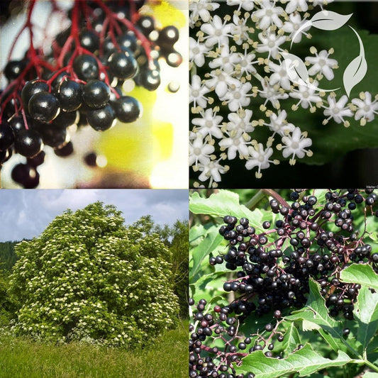 EUROPEAN ELDERBERRY Sambucus Nigra - 25+ SEEDS