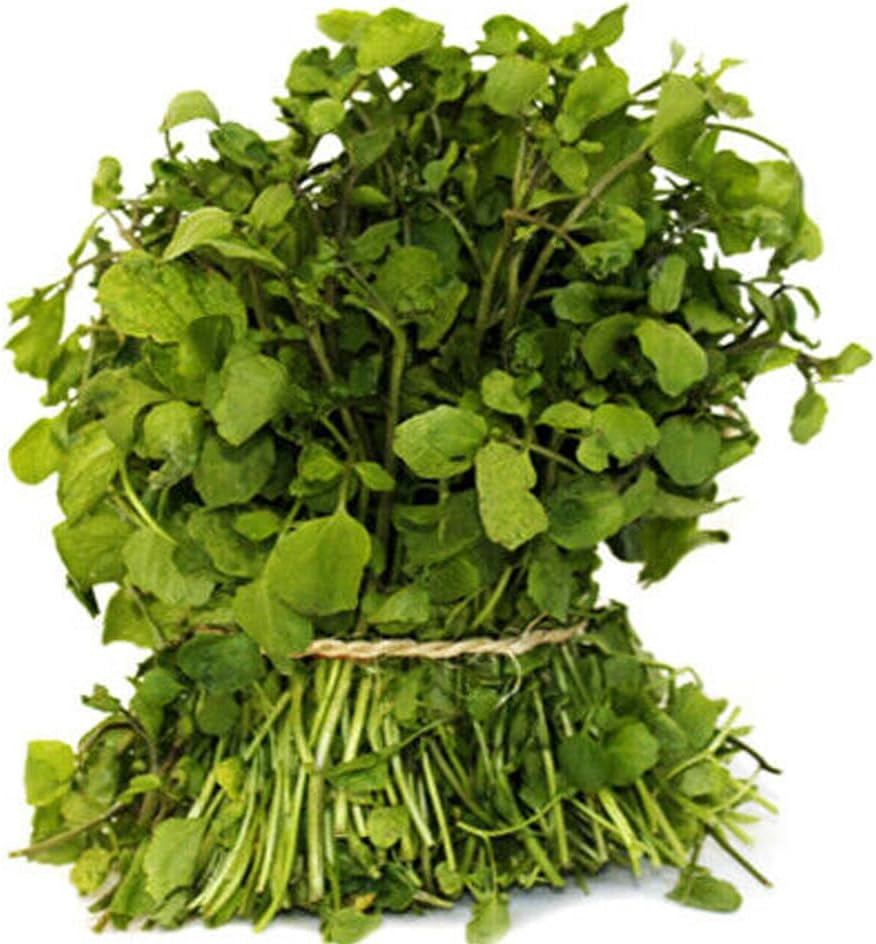 500 Seeds Watercress Seeds True Watercress Chinese Watercress Microgreen - Organic Fresh Seeds for Planting - Seeds for Home and Garden
