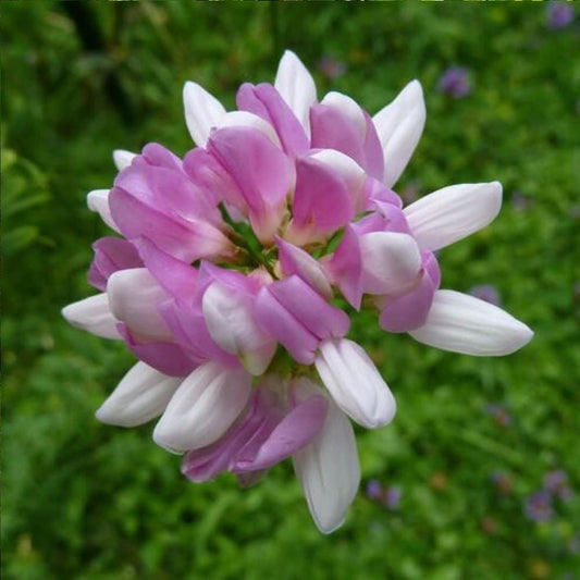 200 Seeds Crown Vetch - Coronilla Varia - Organic Fresh Tree Seeds for Home and Garden - Tree Plant Seeds for Planting