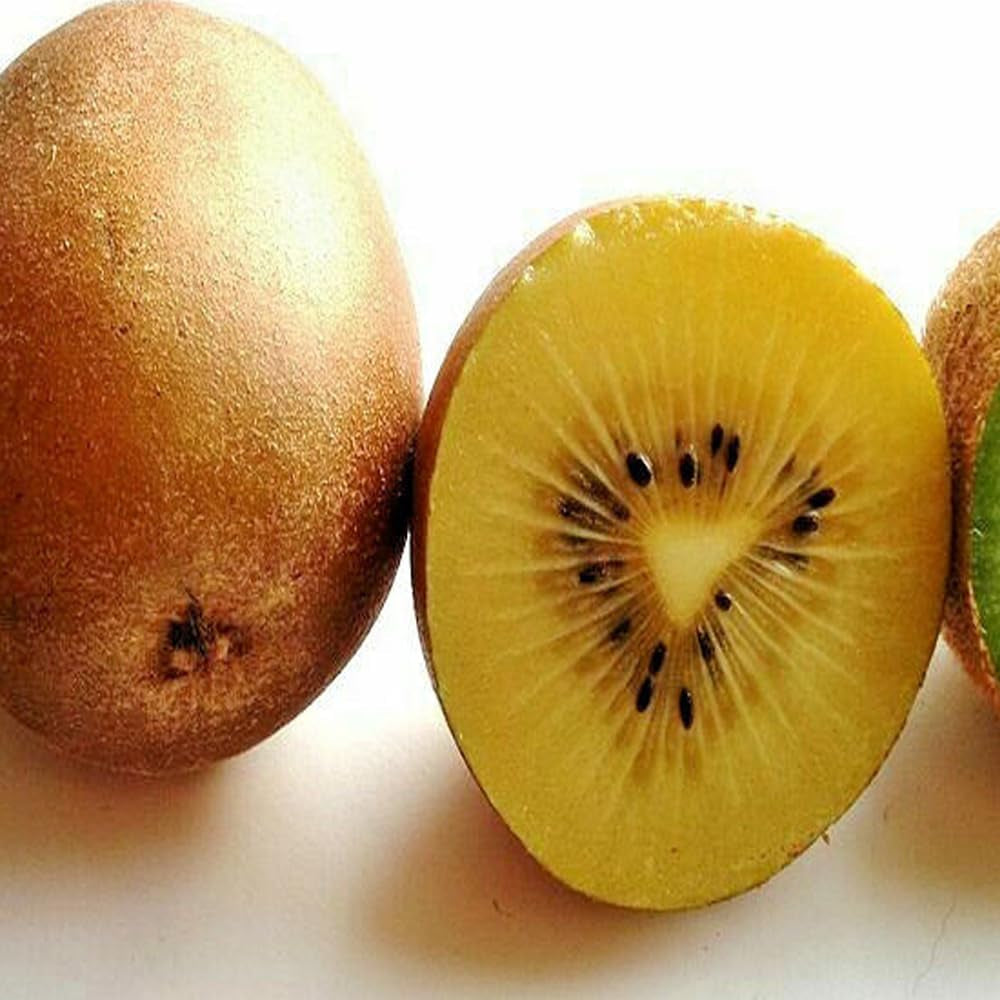 50 Golden Kiwi Fruit Yellow Actinidia Chinensis Kiwifruit Gooseberry Seeds