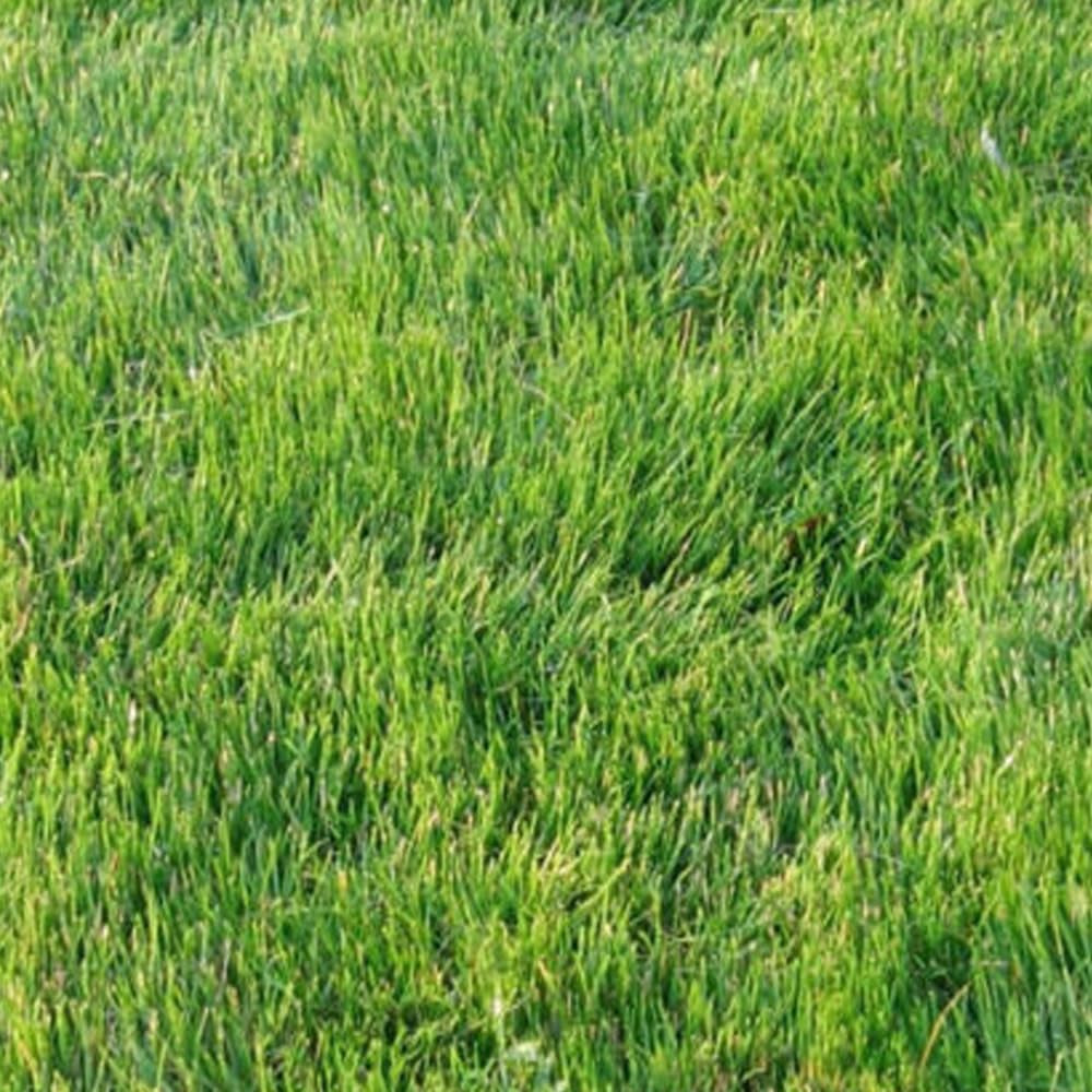 Zoysia Zenith Grass Seeds - 1/8 Lb - Fresh Orgniac Seeds for Planting - Live Frees Seeds for Home and Garden