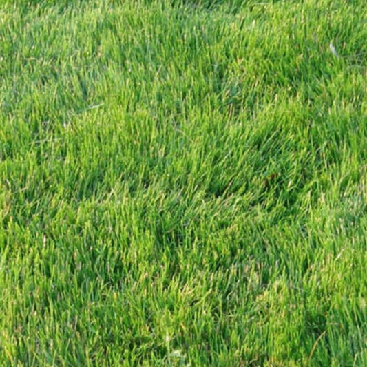 Zoysia Zenith Grass Seeds - 1/8 Lb - Fresh Orgniac Seeds for Planting - Live Frees Seeds for Home and Garden